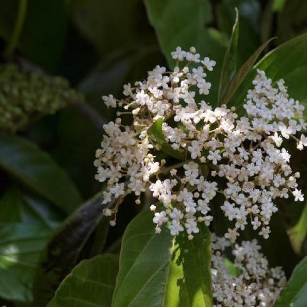 Viburnum odoratissimum 